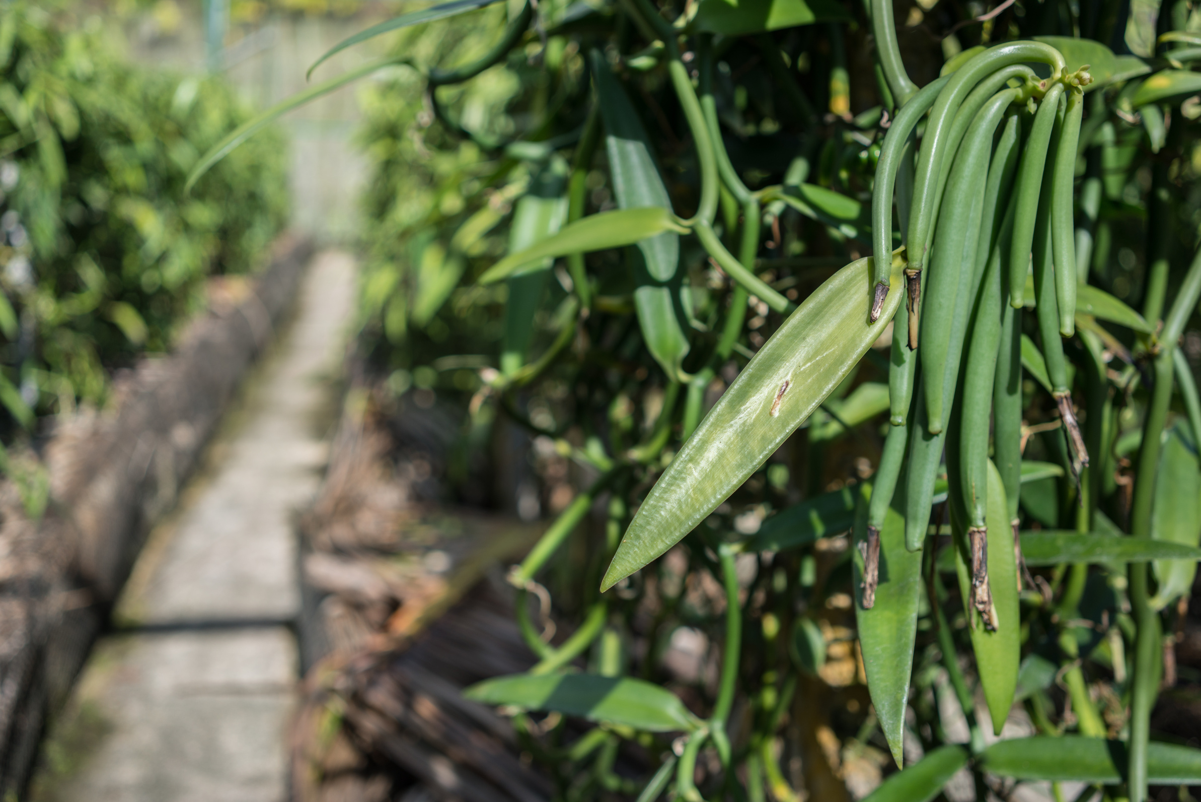 Vanilla Bean Farm